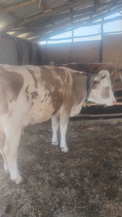 Vând vacă de 5 ani gestanta!