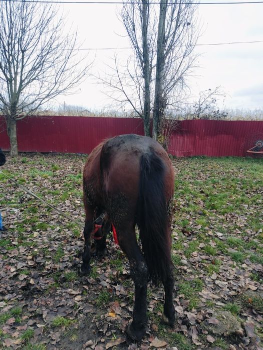 Vând armăsar de 3 ani