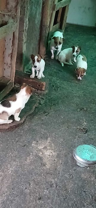 Джак ръсел. Три месечни ваксинирани. 300 лв