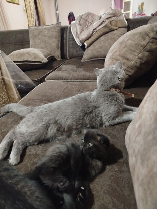 Яхши акилли мушукчалар