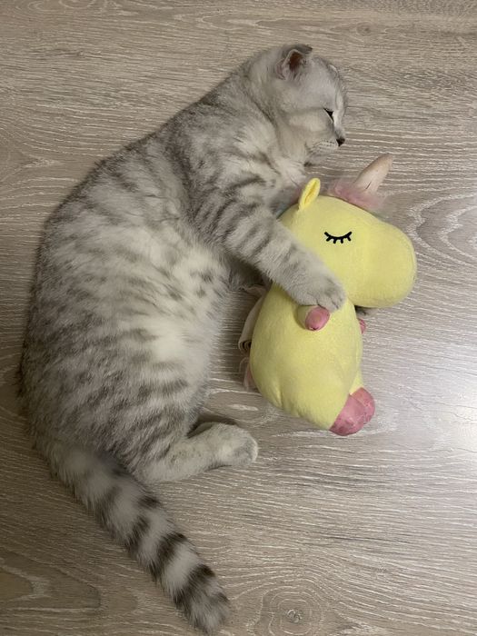 Шотландская серебристая шиншилла 5мес.