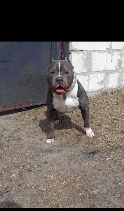 Amstaff blue mascul