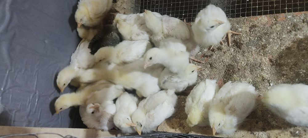 Продам цыплят бройлеров,