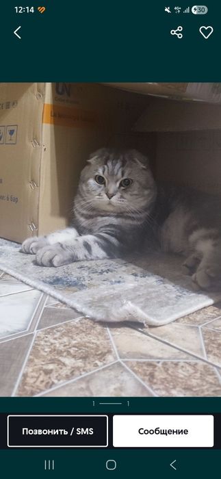 В Бронь шотландские котята