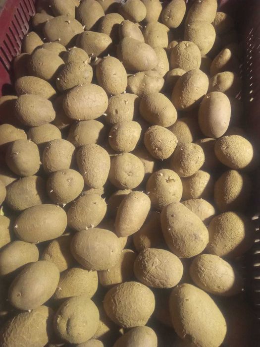 Vand cartofi seminte