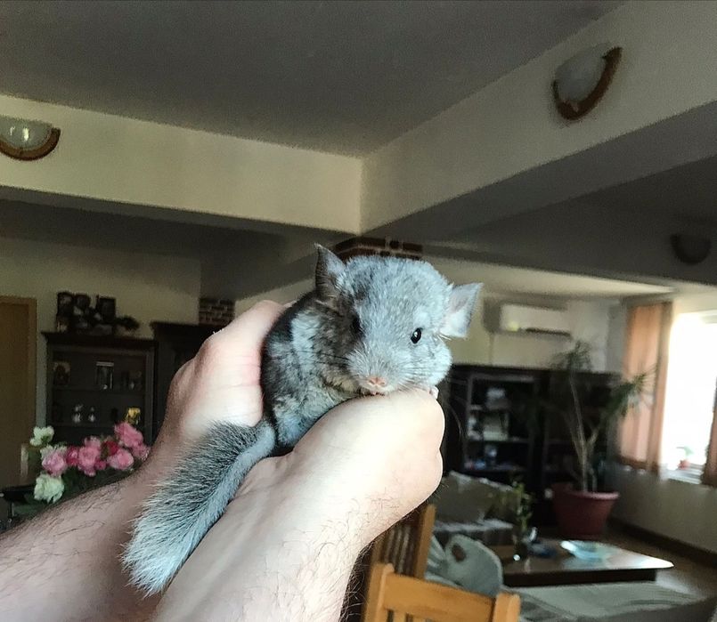 Vând doi pui de chinchilla și doi adulti