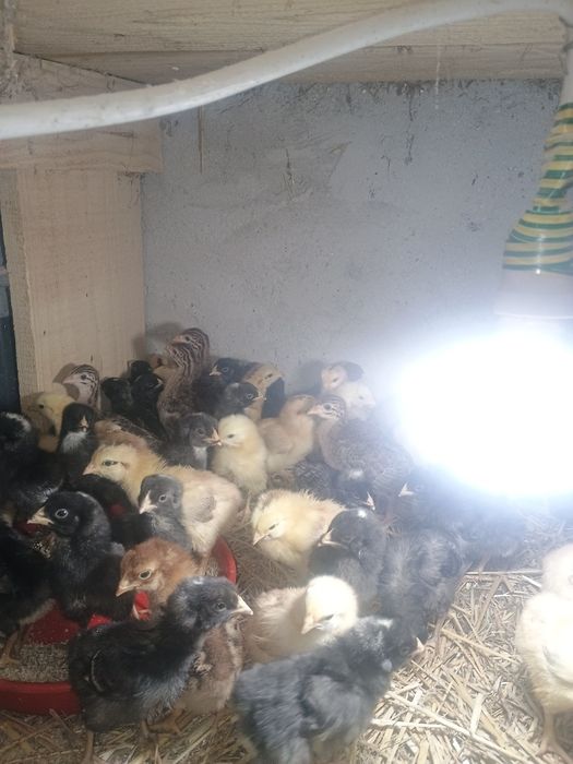 Pui kabir și bibilici