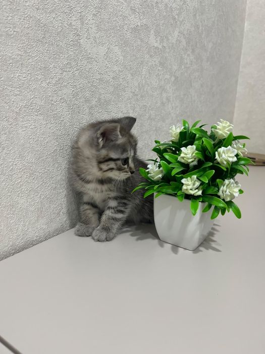 Котёнок девочка 1,5 месяца