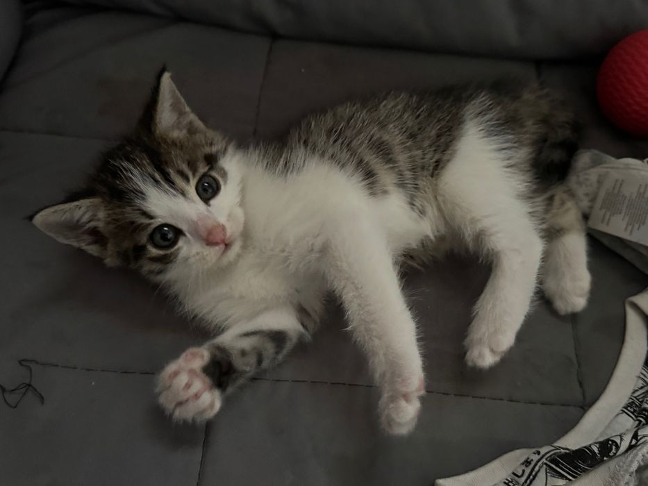 Котенок крысолова.