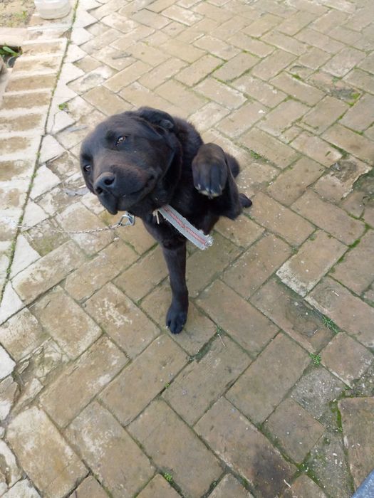 - Игровая собачка Labrador Retriever