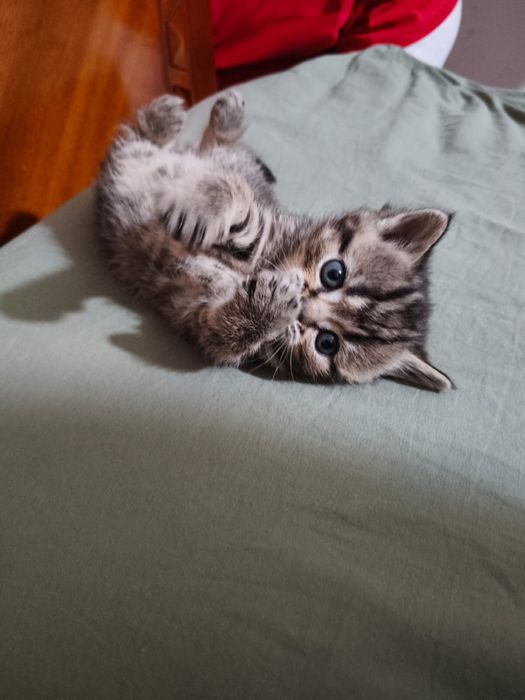 Британцы котята