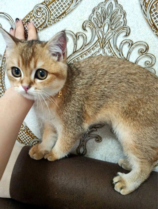 Залатисти шиншила