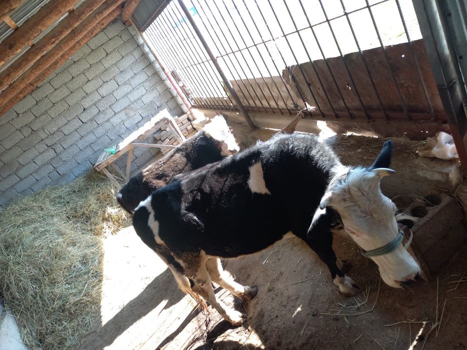 Буаз бұзаулы сиыр