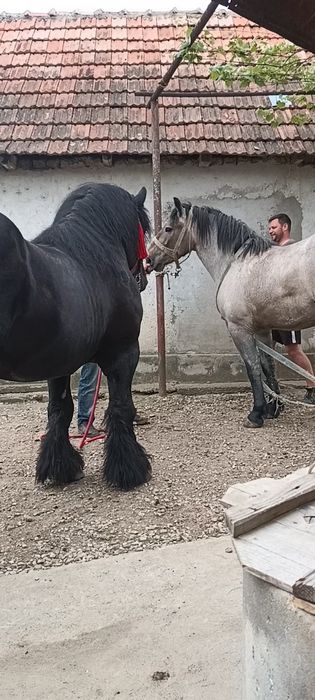 Vând mânză de 5 luni