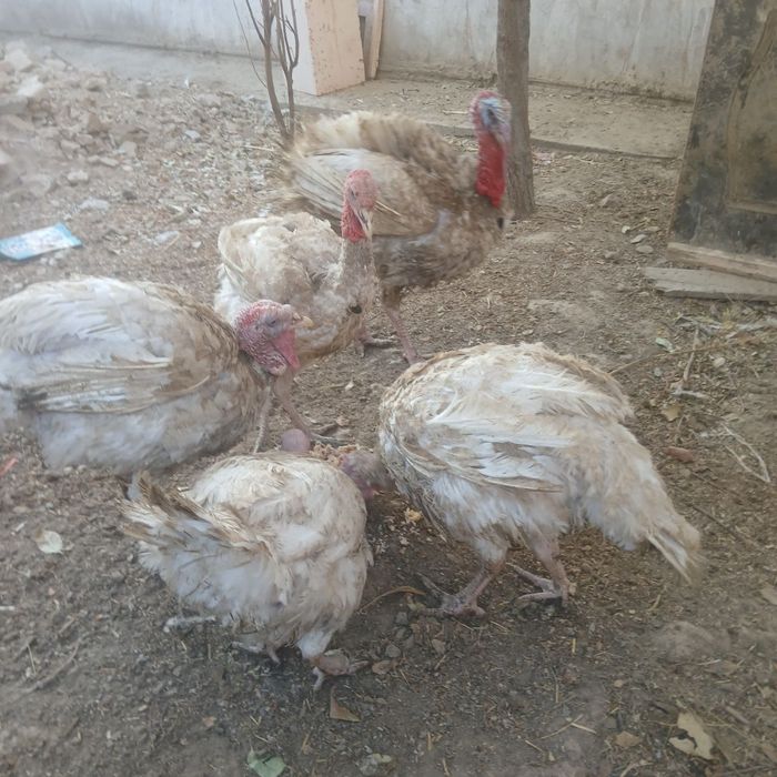 Big indug  boqilgan . Go‘shga