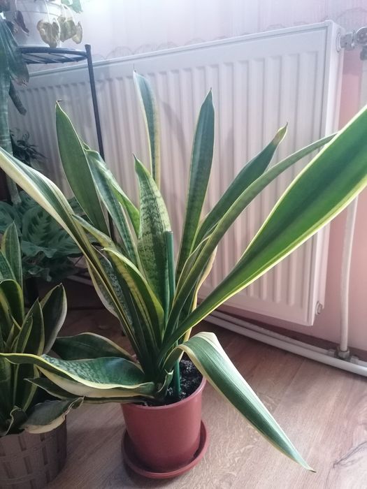 Стайни, саксийни цветя