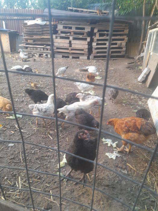 Продаются индюшки