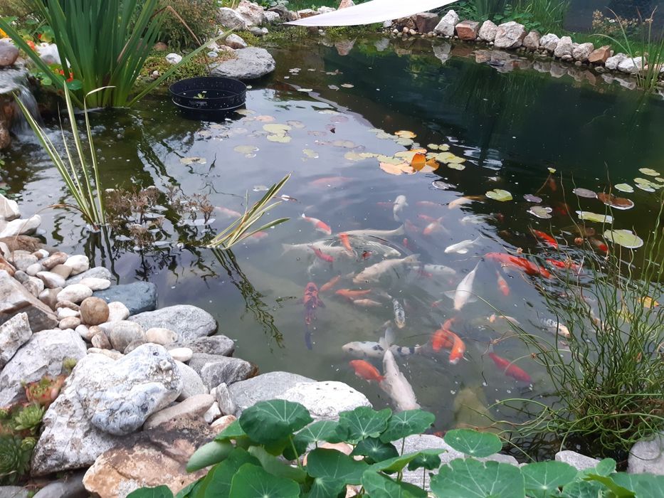 Sturioni, Crapi japonezi, koi butterfly, Carasi, Iaz, Crap