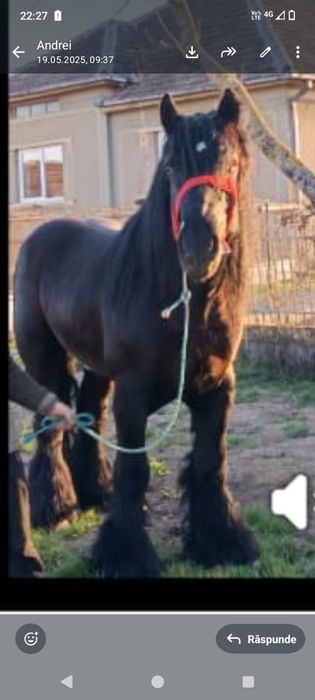 Armăsar (mânz) semi-greu
