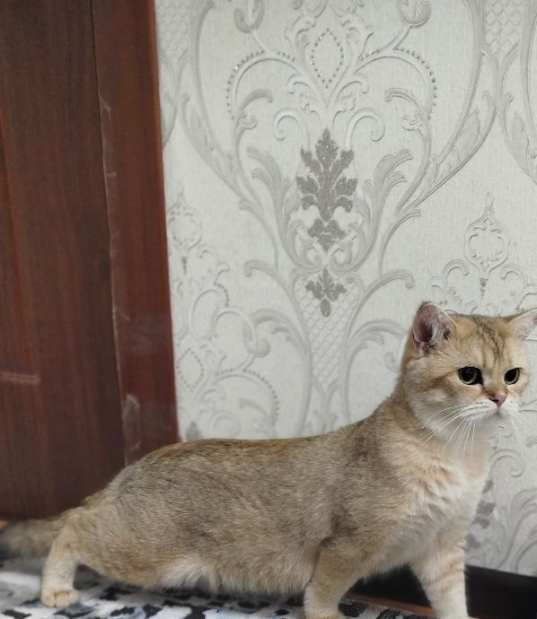 Продам британский шиншилла мальчика