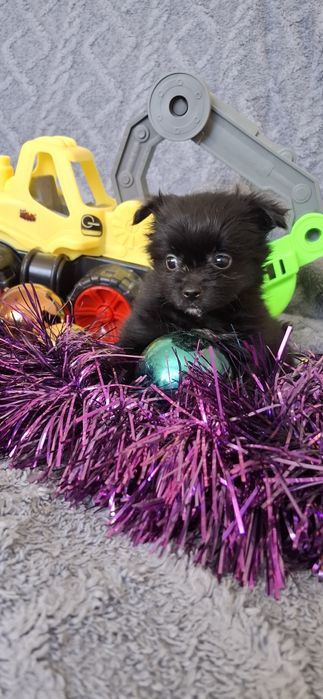 Щенки на новый год