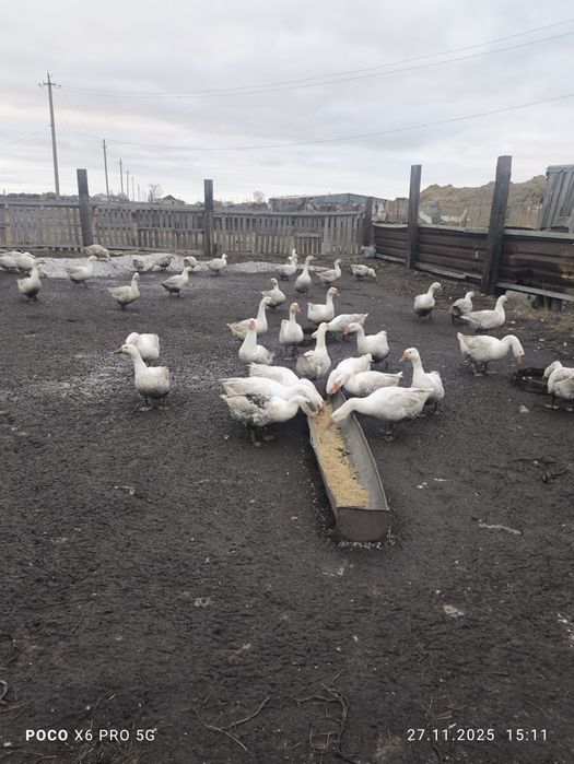 Продам гусей, домашних