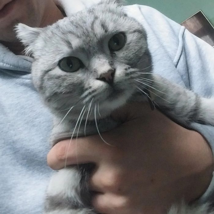 Mushuk sotiladi zotdor mushuk