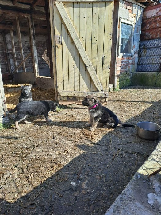 Продавам кученца