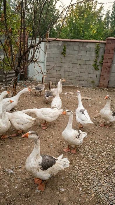 Продам домашнюю птицу: уток, гусей