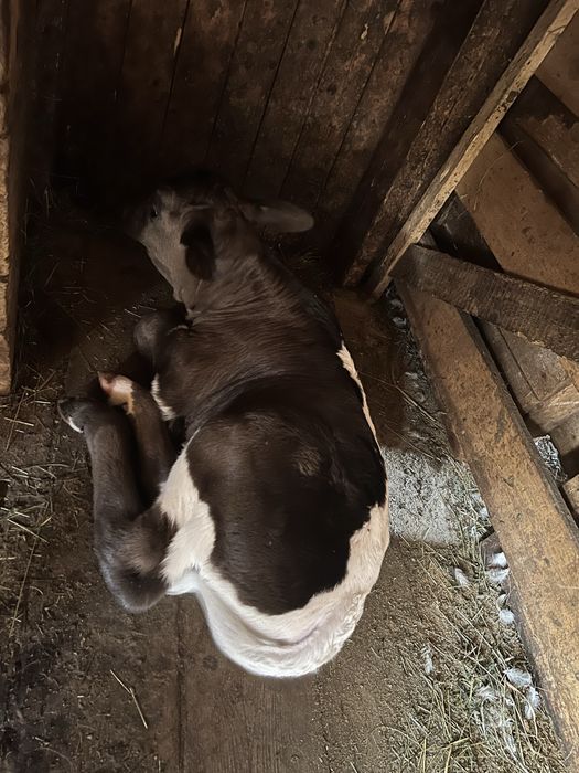 Vand vaca/juninca la prima fatare cu vitel