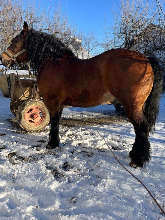 Armăsar de vânzare
