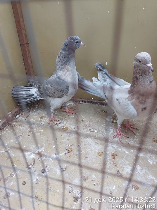 Голуби Широкохвостые