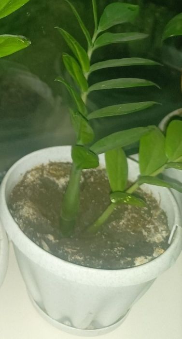 Долларовое дерево