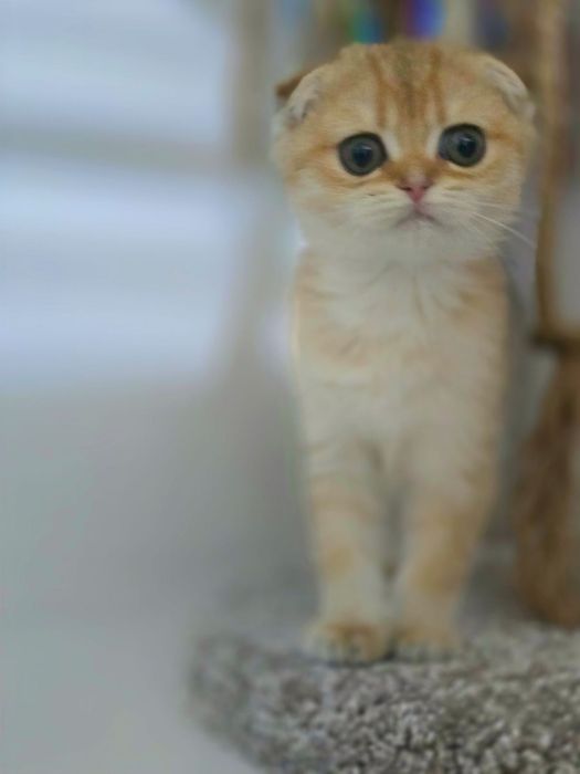 КоТяТа ШотЛандсКие золотые