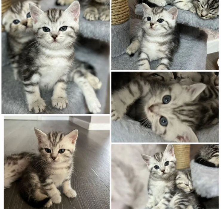 Продаются Котята