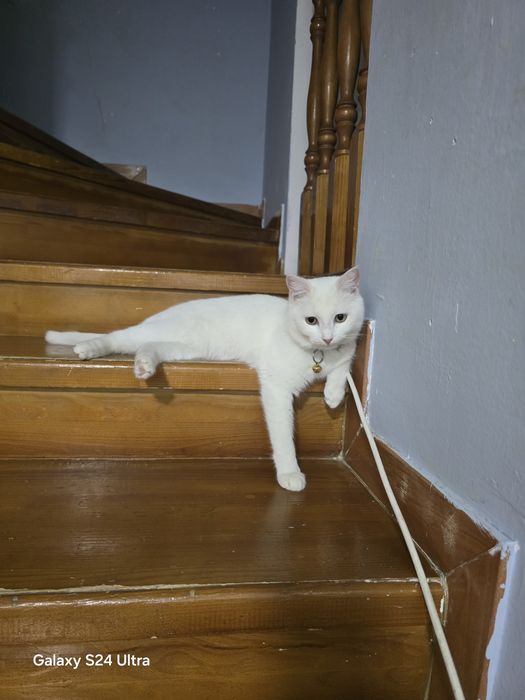 Ищу котика для вязки