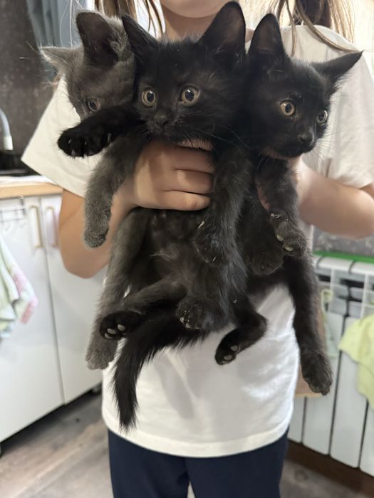 Отдам котят в добрые руки