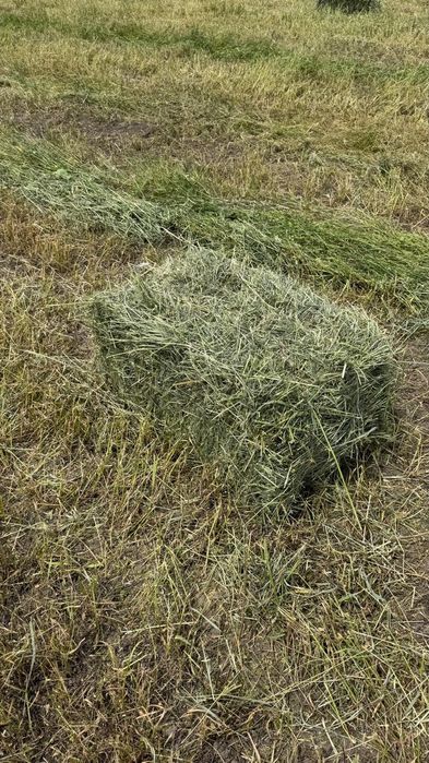 бірінші Кос жаңышқа