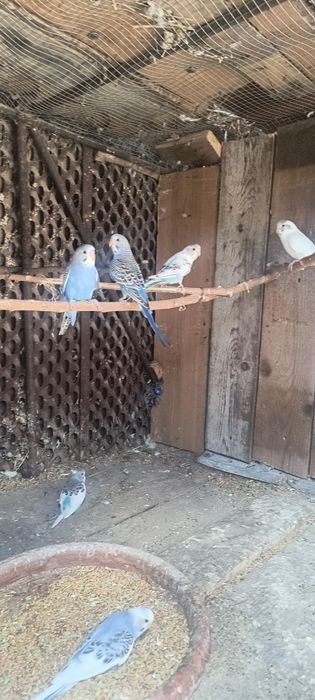 Vând  peruși 8 bucați daca se ia toți prețul este 30lei bucata
