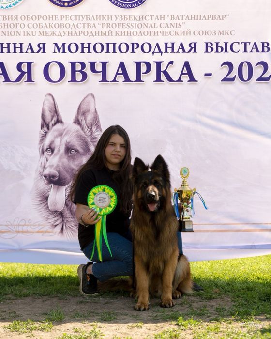 Профессиональная дрессировка вашего питомца.