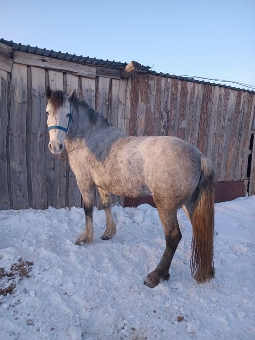 Кабыла с аткорма