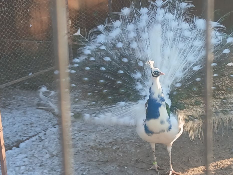 Păuni maturi umeri negrii