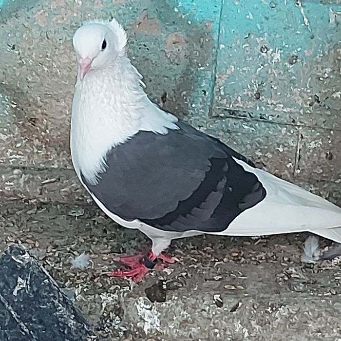 Продам готовая пара