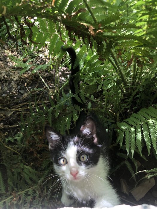 Отдаем котенка  в добрые руки, мальчик