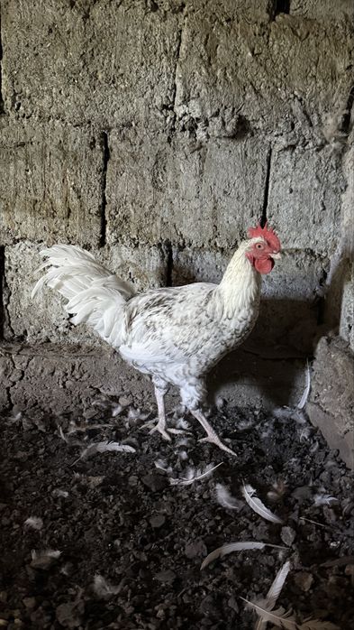 Продам 4,5 месячного петуха.Порода:Мясояйчное.Петух поличил вит и ант