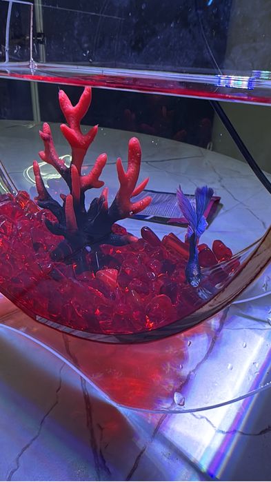 Рыба,подарок,аквариум,рыба в аквариуме,подарок для девушку