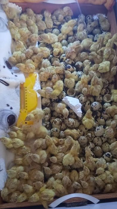 Принимаю предзаказ на суточных перепелят породы "Техас Утяжеленный"