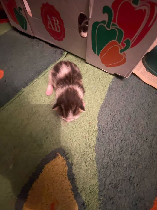 Продам котят вислоухие шотлпндцы