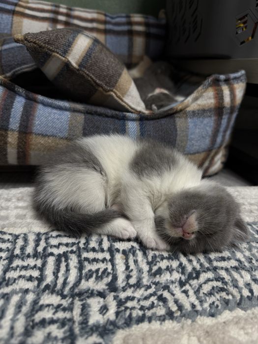 Скотиш страйт, девочка