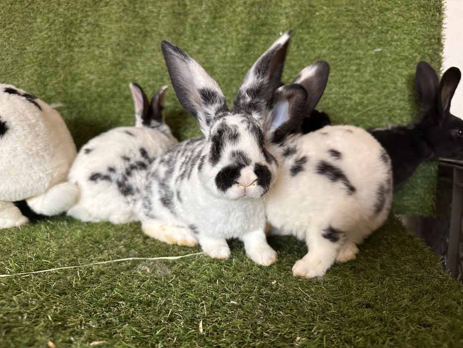 Pui de iepurasi de vanzare